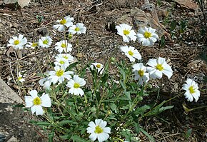 Beskrivelse af Melampodium-leucanthum.jpg-billedet.