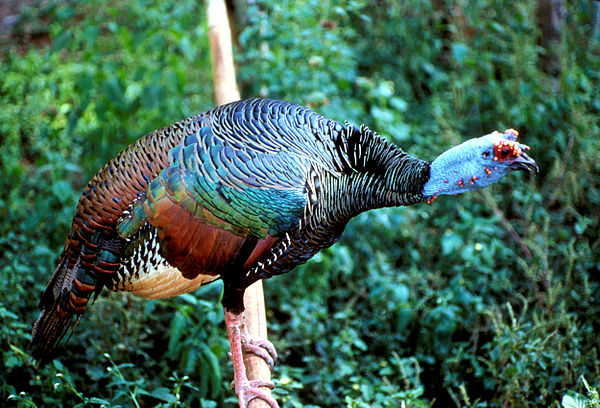 A male ocellated turkey (Meleagris ocellata) with a blue head