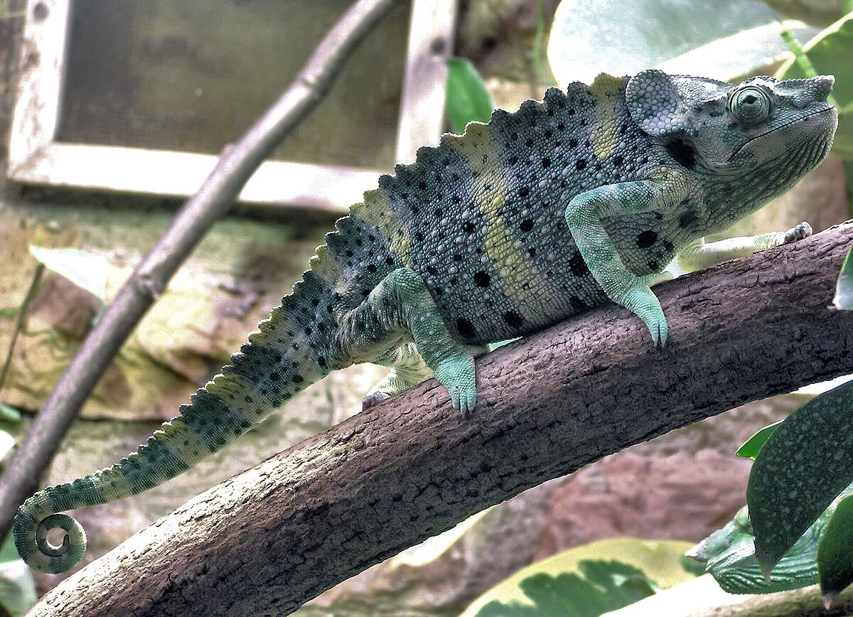 Chameleon, Wiki