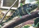 Mellers.chameleon.bristol.zoo.arp.jpg