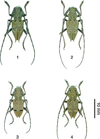 <i>Mesechthistatus</i> Genus of beetles