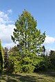 English: Dawn Redwood (Metasequoia glyptostroboides) in PAN Botanical Garden in Warsaw, Poland Polski: Metasekwoja chińska (Metasequoia glyptostroboides) w Ogrodzie Botanicznym w Warszawie