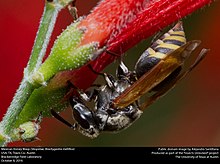 Mexican Honey Wasp (Vespidae, Brachygastra mellifica) Mexican Honey Wasp (Vespidae, Brachygastra mellifica) (30591274156).jpg