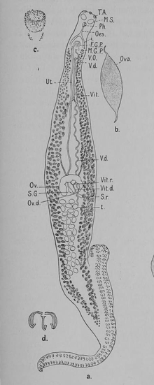 Microcotyle poronoti (Microcotylidae) in MacCallum 1915 Notes on the genus Microcotyle.png