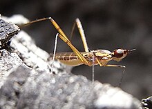 Micropezidae (Nerioidea)