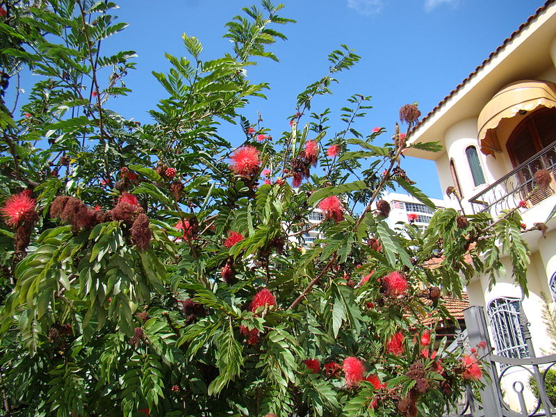 File:Mimosa vermelha, (Calliandra dysantha), flower symbol of the Brazilian Savannah (3491889900).jpg