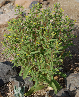 Erythranthe pilosus species of plant