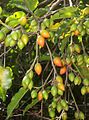 Vruchten van de Mimusops elengi