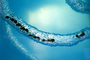 Closeup of ants and tunnels within a gel formicarium Miners.jpg