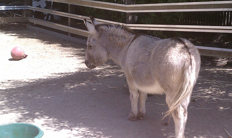 File:Miniature Donkey, San Francisco Zoo.jpg