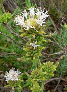 <i>Monardella</i> Genus of flowering plants in the sage family Lamiaceae