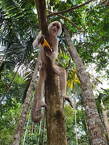 singe de type capucin, agrippré au tronc d'un arbre, avec une mangue dans les mains.