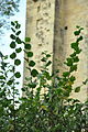 Montigny-lès-Cherlieu - Abbaye de Cherlieu 20.JPG