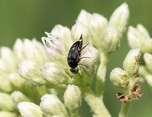 Mordella marginata (tumbling ragdoll), Brooklyn Botanic Garden