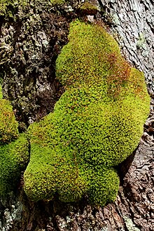 Moss on Eucalyptus stellulata.JPG