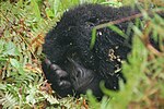 Miniatura para Parque nacional del Gorila de Mgahinga