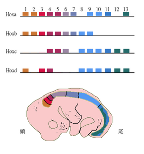 Vertebrate Hox genes are organized in sets of paralogs. Each Hox cluster (HoxA, HoxB, etc.) is on a different chromosome. For instance, the human HoxA cluster is on chromosome 7. The mouse HoxA cluster shown here has 11 paralogous genes (2 are missing). Mousehoxgenes.png