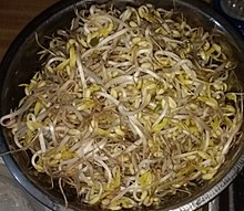 These sprouts have been transferred from a similarly-shaped colander in which they had been grown with moisture. They are ready to be cooked. Mung bean sprouts, raw.jpg