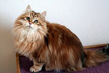 siberian forest cat