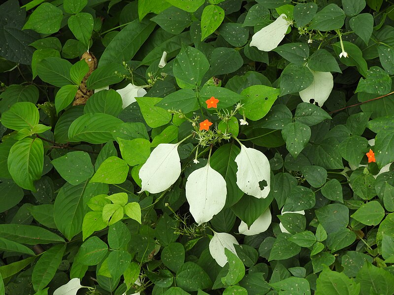 File:Mussaenda glabrata-1-thenmala-kerala-India.jpg