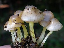 Mycena epipterygia a1.JPG