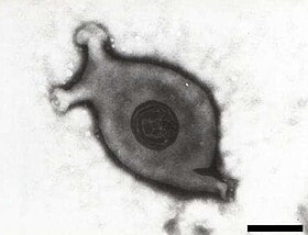 Mycoplasma gallisepticum.jpg