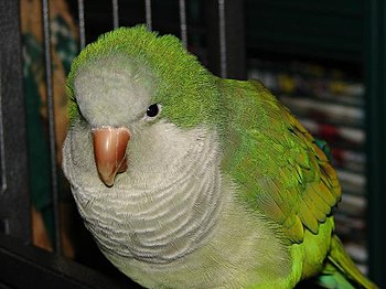 English: Monk Parakeet or Quaker Parrot (Myiop...
