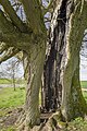 * Nomination "2 lime trees south of Lisberg" natural monument (the tree in the background is crooked, compare the fence posts) --Plozessor 03:34, 12 May 2024 (UTC) * Promotion  Support Good quality. --XRay 04:05, 12 May 2024 (UTC)