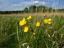 Ranunculus bulbosus