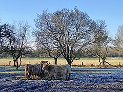 Schottische Hochlandrinder Landschaftspfleger bei jedem Wetter