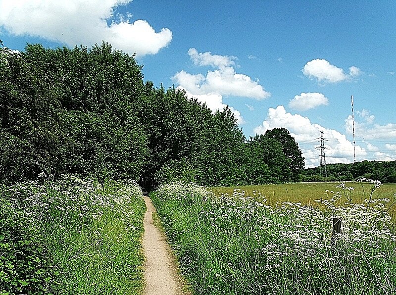 File:NSG Stellmoorer Tunneltal Erlenhain.jpg