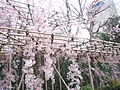 南蔵院の桜（しだれ桜）