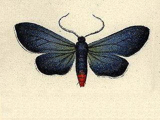 <i>Uranophora</i>