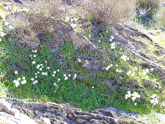 N. cantabricus growing in the Sierra Madrona. Spain Narcissus cantabricus Habitat 2013-2-03 RMontoro SierraMadrona.jpg