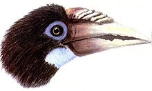 Head of a female (C P Cory, 1901) NarcondamHornbillCory.jpg