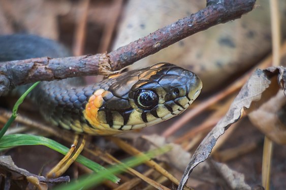 Grass snake