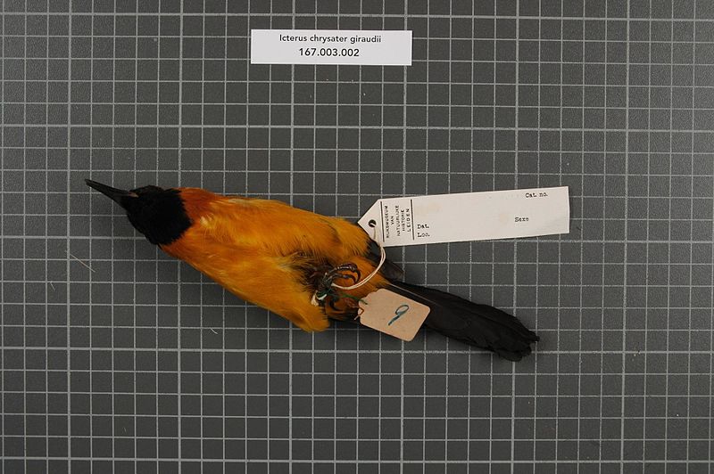 File:Naturalis Biodiversity Center - RMNH.AVES.153362 2 - Icterus chrysater giraudii Cassin, 1848 - Icteridae - bird skin specimen.jpeg