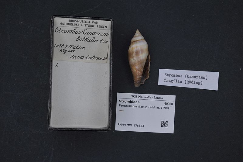 File:Naturalis Biodiversity Center - RMNH.MOL.178523 - Terestrombus fragilis (Röding, 1798) - Strombidae - Mollusc shell.jpeg