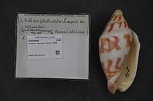 Naturalis биоалуантүрлілік орталығы - RMNH.MOL.210319 - Cymbiola deshayesi (Рив, 1854) - Volutidae - Mollusc shell.jpeg