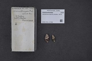 <i>Volutomitra obscura</i> Species of gastropod