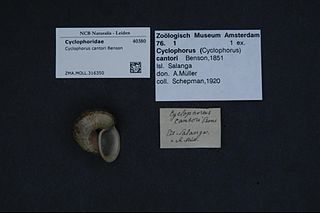 <i>Cyclophorus cantori</i> Species of gastropod