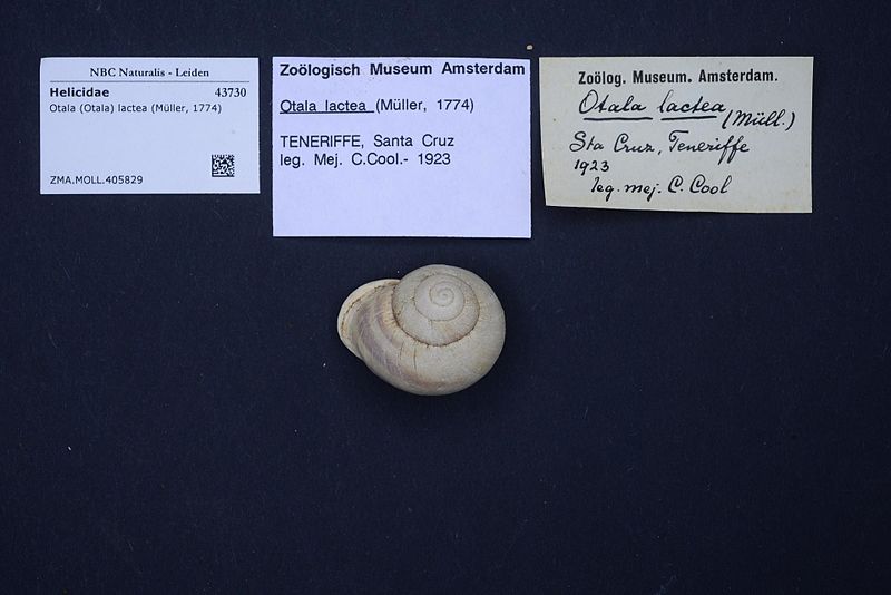 File:Naturalis Biodiversity Center - ZMA.MOLL.405829 - Otala (Otala) lactea (Müller, 1774) - Helicidae - Mollusc shell.jpeg