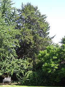 Naturdenkmal Landkreis Kassel 6.33.017 2019-08-31 a.JPG