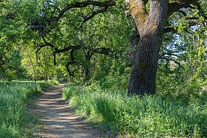 Ekar längs en naturstig vid stranden av Oxbow Lake, en tidigare arm av Sacramento River