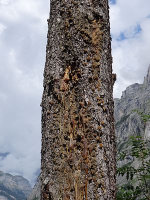 Résine: Résine naturelle, Résine de synthèse, Bibliographie