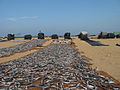 Čeština: Sušení ryb na pláži v Negombu na Srí Lance. English: Drying fish at the beach in Negombo, Sri Lanka.