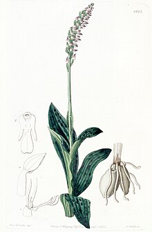 Neotinea maculata (comme Aceras secundiflorum) - Edwards vol 18 pl 1525 (1832) .jpg