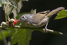 Nepal Fulvetta Mahananda yovvoyi tabiat qo'riqxonasi G'arbiy Bengal Hindiston 01.11.2015.jpg