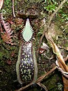 Nepenthes hamata10.jpg