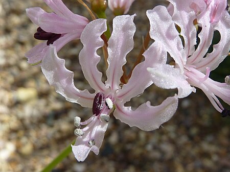 Nerine filifolia